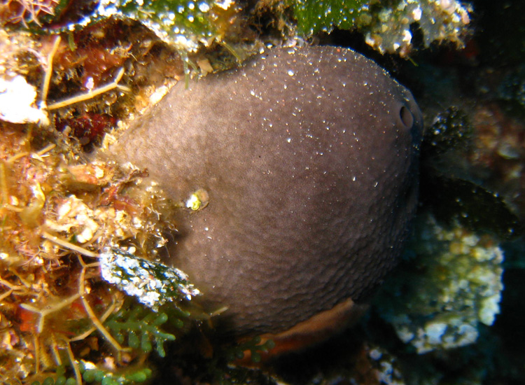 Ircinia sp.